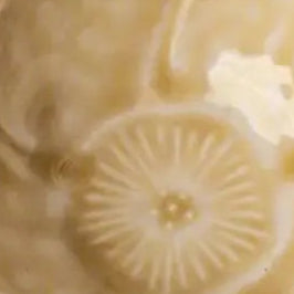 Porcelain Sauce Dish